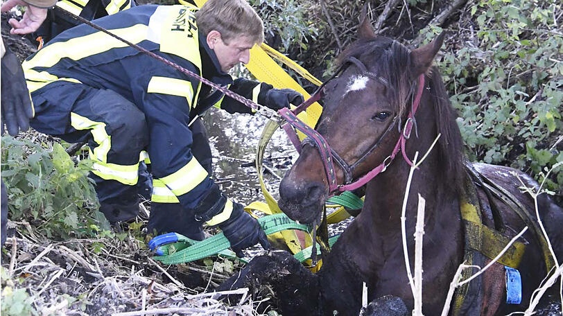 Die Feuerwehr zieht "Rio" mit vereinten Kräften aus dem Bachlauf. Die Bilder der Rettungsaktion.