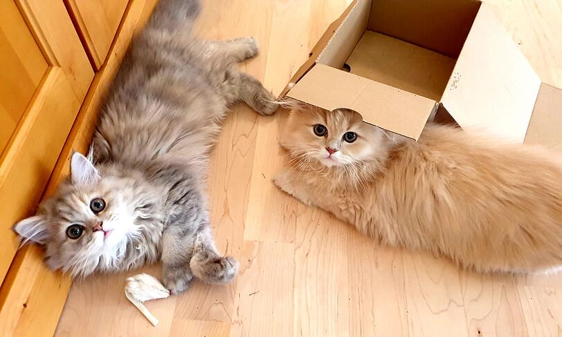 Brüderchen Sunny und Schwesterchen Lucy (Perserkatzen)