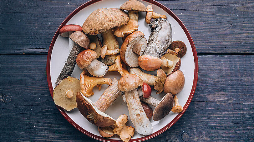 Viele Pilz sehen sich zum Verwechseln ähnlich.