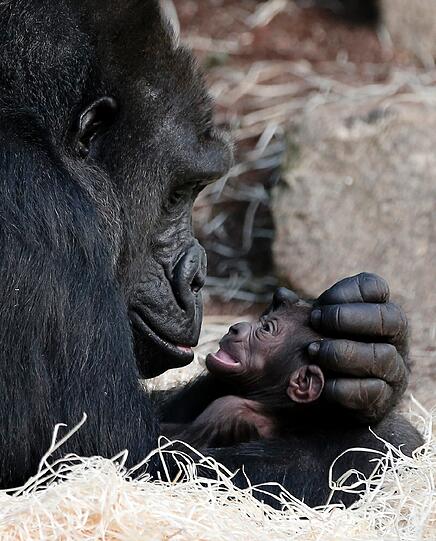 Sooo süß! Bei der Geburt sind Gorilla-Babys sogar etwas leichter und kleiner als Menschenbabys.
