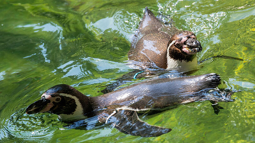 Durch den gesamten Tierpark fließt kühles Quellwasser, das auch im Hochsommer eine Maximaltemperatur von rund 15 Grad hat: Für die Pinguine eine schöne Abkühlung.