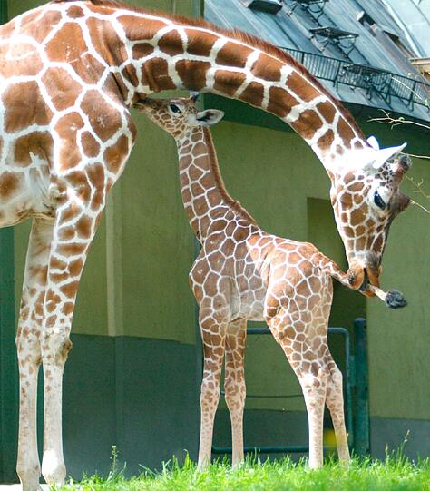 Sie kriegen ein neues Heim: Bald beginnt der Bau des Giraffenhauses.