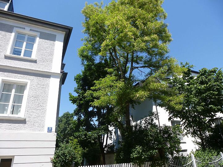 Und hier der grüne "Übeltäter".