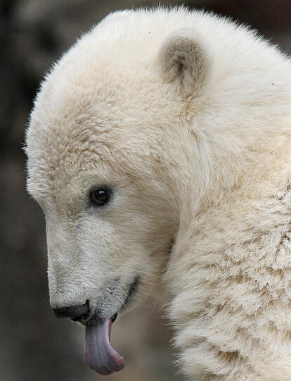 Eisbär Knut trieb leblos im Wasser seines Geheges.