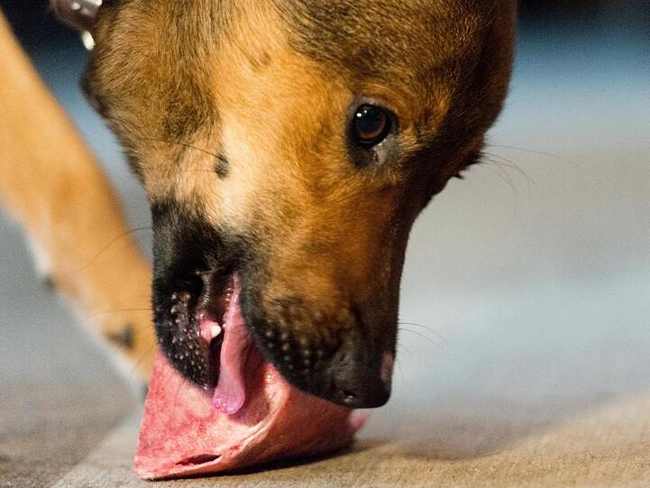 Ein Hund kaut an einem Stück Fleisch.