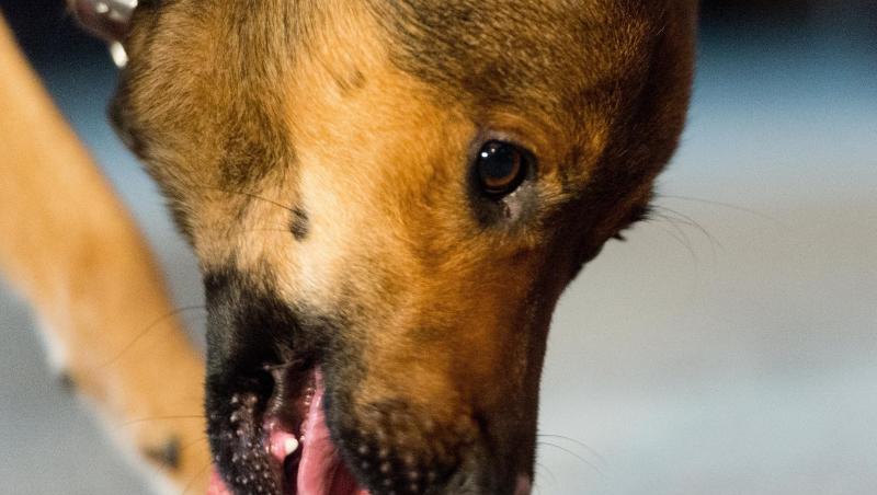 Ein Hund kaut an einem Stück Fleisch. Ein Hund kaut an einem Stück Fleisch.