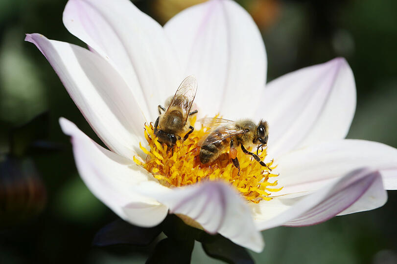 Zwei Bienen, eine Blüte - Nektar ist genügend da.