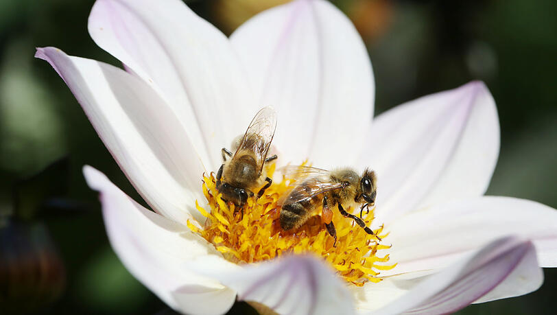 Zwei Bienen, eine Blüte - Nektar ist genügend da. Zwei Bienen, eine Blüte - Nektar ist genügend da.