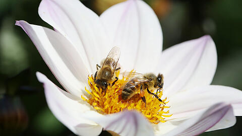 Zwei Bienen, eine Blüte - Nektar ist genügend da.
