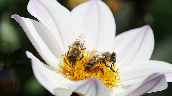 Zwei Bienen, eine Blüte - Nektar ist genügend da.