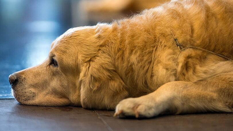 Eine Hundehalterin wurde gebissen, als sie versuchte, die beiden zu trennen. Sie kam ins Krankenhaus. Der Golden Retriever starb noch auf der Spielwiese (Symbolbild).