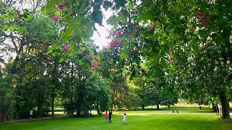 Rote, rosa und weiße Farbtupfer im Kastanienblätterwald, wohin man schaut - hier zum Beispiel im Schwabinger Luitpoldpark.