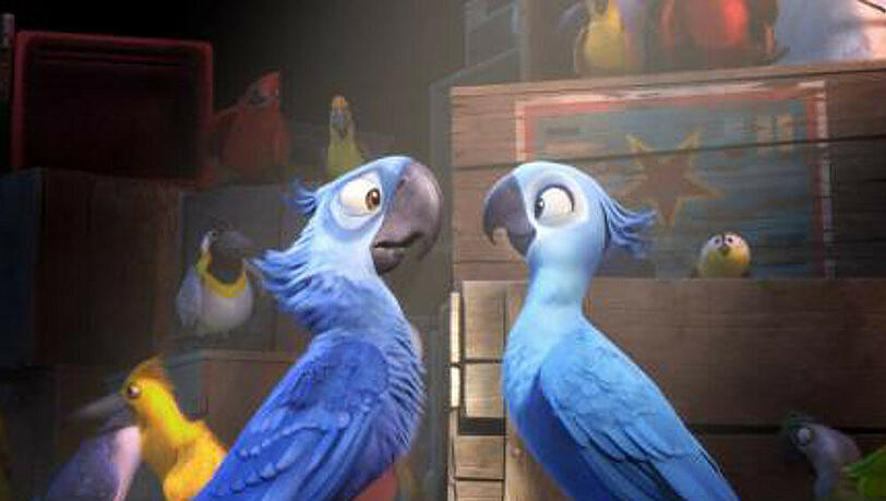 Blu trifft erstmals auf ein Blau-Ara-Weibchen Blu trifft erstmals auf ein Blau-Ara-Weibchen