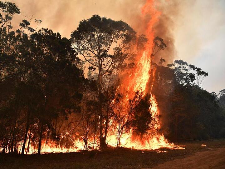 Die heftigen Buschfeuer in Australien gehen weiter. Südlich von Sydney geht ein Waldstück in Flammen auf.