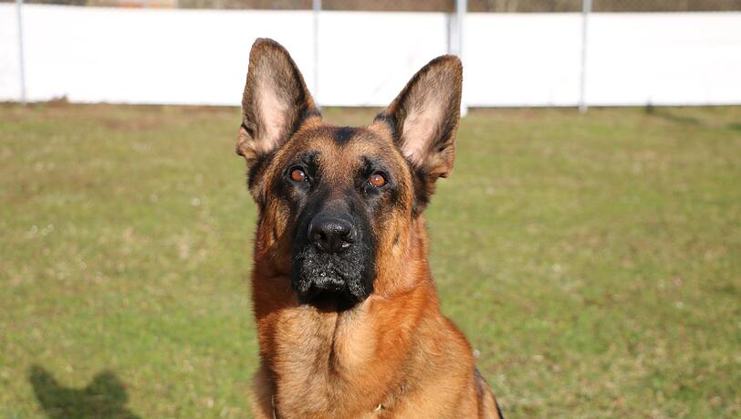 Schäferhund Aurin. Schäferhund Aurin.