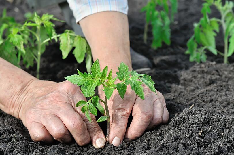 Doch in S&uuml;deuropa landete die Tomate nach der Einf&uuml;hrung nicht als Delikatesse auf dem Teller, sondern fand sich ausschlie&szlig;lich in G&auml;rten wohlhabender H&auml;user. Denn bis ins 17. Jahrhundert glaubte man, die Tomate als Nachtschattengew&auml;chs sei giftig und wurde deshalb nur als edle Zierfrucht gehalten.