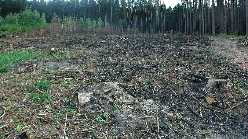 Ein Waldbesitzer zeigt der AZ 1.500 Quadratmeter seines verbrannten Waldes. Den Schaden wird ihm wohl keiner bezahlen.
