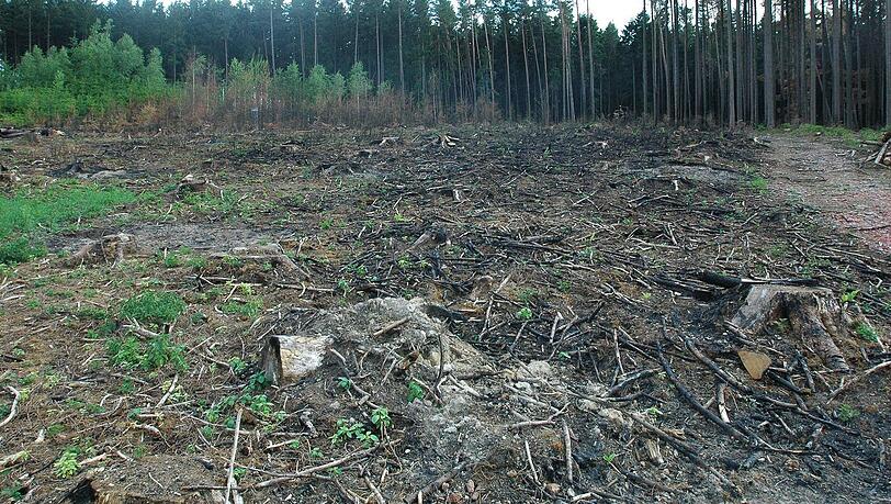 Ein Waldbesitzer zeigt der AZ 1.500 Quadratmeter seines verbrannten Waldes. Den Schaden wird ihm wohl keiner bezahlen. Ein Waldbesitzer zeigt der AZ 1.500 Quadratmeter seines verbrannten Waldes. Den Schaden wird ihm wohl keiner bezahlen.