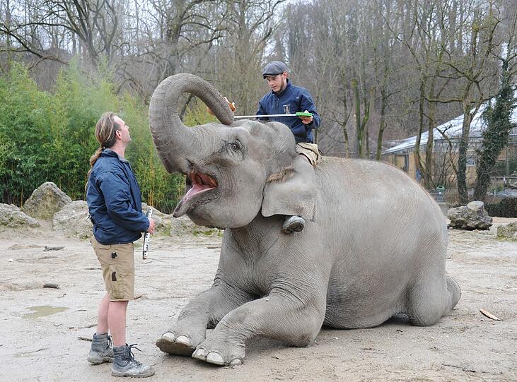 Ein Hellabrunner Elefant mit zwei Betreuern bei der Inventur im Januar.