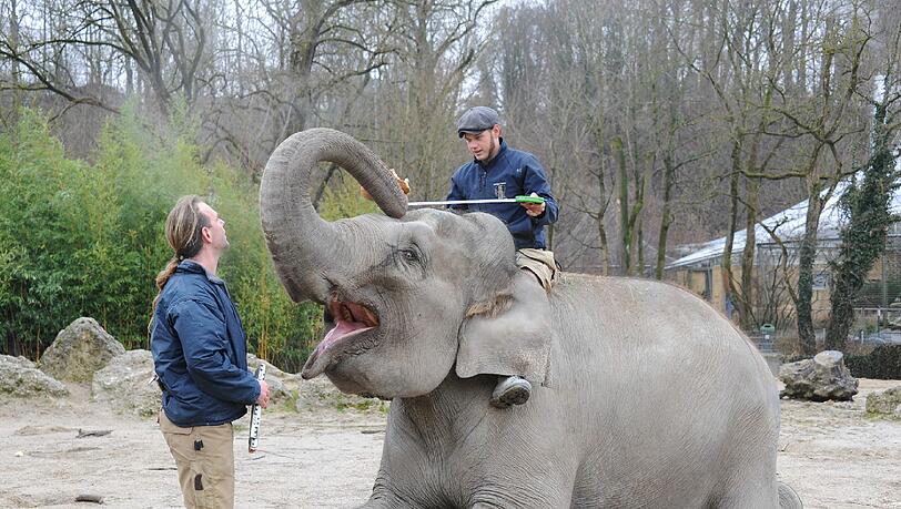 Ein Hellabrunner Elefant mit zwei Betreuern bei der Inventur im Januar. Ein Hellabrunner Elefant mit zwei Betreuern bei der Inventur im Januar.