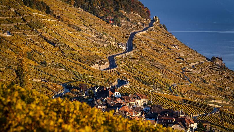 Der Kanton Waadt ist durch Weinanbau gepr&auml;gt. (Archivbild)