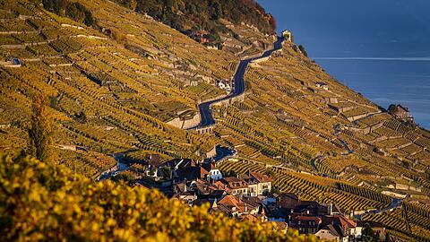 Der Kanton Waadt ist durch Weinanbau gepr&auml;gt. (Archivbild)