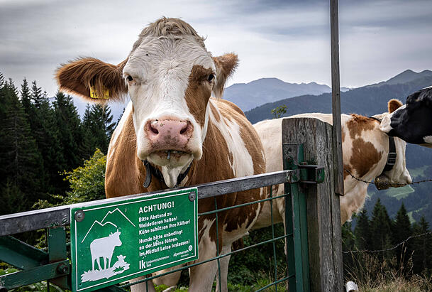 Eine Kuh steht an einem Warnschild vor Weidevieh in Tirol. Eine Kuh steht an einem Warnschild vor Weidevieh in Tirol.
