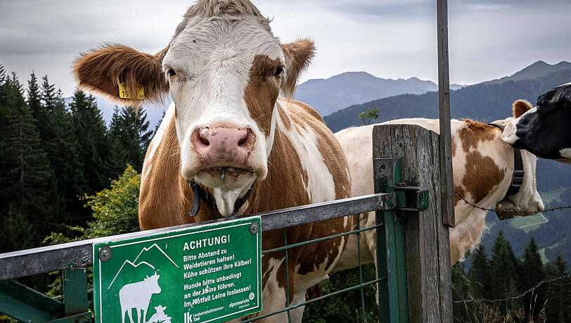 Eine Kuh steht an einem Warnschild vor Weidevieh in Tirol.