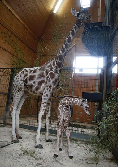 Familienzuwachs bei den Giraffen im Tierpark Hellabrunn: Mitte März brachte Mama Kabonga einen gesunden kleinen Giraffenbullen zur Welt. Einen Namen hat der Bub zwar noch nicht - aber ist jetzt schon ein kleiner Star.
