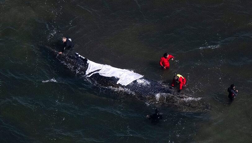 Der Wal steckt bis mindestens Sonntag weiter vor der Insel Poel fest.