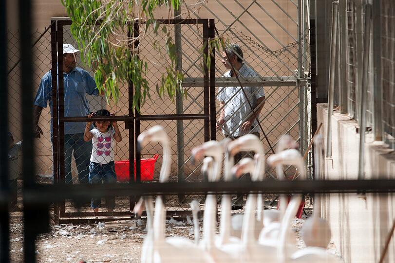 Der Zoo war einmal eines der beliebtesten Ausflugsziele fuer Familien. Heute finden Besucher auf dem 45 Hektar grossen Gelände Staub, verdorrtes Gras und apathische Tiere, wie hier die Flamingos, die ohne ihr spezielles Futter ganz weiß geworden sind.