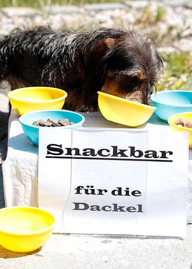 Es gehört für einen Münchner schon zum guten Ton, einmal mit einem Hund im E-Garten Gassi gewesen zu sein. Der Dackelverein München feierte heuer in Riem seine erste "Dackelparty". Es gehört für einen Münchner schon zum guten Ton, einmal mit einem Hund im E-Garten Gassi gewesen zu sein. Der Dackelverein München feierte heuer in Riem seine erste "Dackelparty".