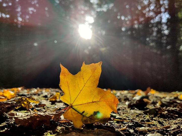 Ein herbstlich verfärbtes Blatt liegt im Wald in der Sonne. Foto: Patrick Seeger/dpa