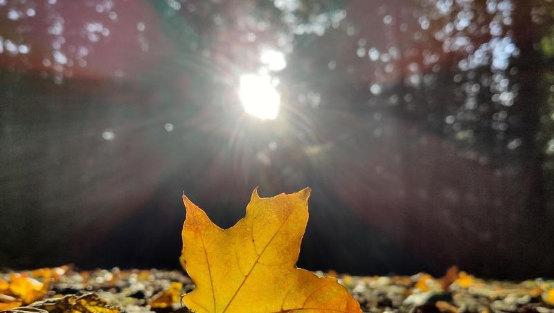 Ein herbstlich verfärbtes Blatt liegt im Wald in der Sonne. Foto: Patrick Seeger/dpa Ein herbstlich verfärbtes Blatt liegt im Wald in der Sonne. Foto: Patrick Seeger/dpa