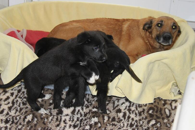 27 Hunde gerettet. Die Bilder zum Durchklicken.