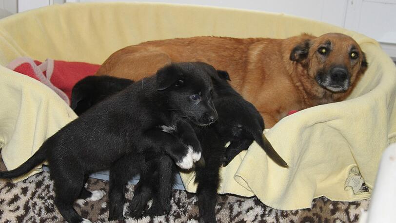 27 Hunde gerettet. Die Bilder zum Durchklicken. 27 Hunde gerettet. Die Bilder zum Durchklicken.