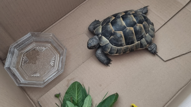 Die Passantin rettete die griechische Landschildkröte vor dem Überfahren.