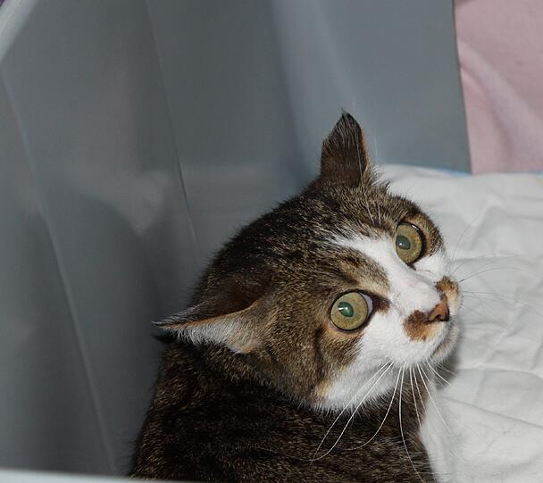 Katzen-Dame Leni ist sehr schüchtern. Sie kam Mitte Mai 2015 wegen Umzug des ehemaligen Besitzers ins Heim. Nun wartet das am 18.04.2006 geborene Sensibelchen auf liebe Tierfreunde, die bereits Erfahrung mit Katzen sammeln konnten. 

Leni war einst Freigängerin. Allerdings muss sie, sollte ein Garten vorhanden sein, in der Kennenlernzeit erst für längere Zeit ins Haus gewöhnt werden. Eine großzügige Wohnung mit vernetztem Balkon, ohne weitere Haustiere und Kleinkinder, würden Leni aber sicherlich auch gefallen.