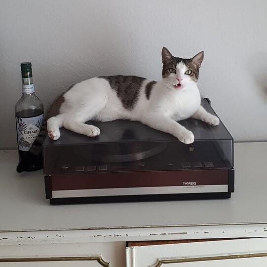 Feli