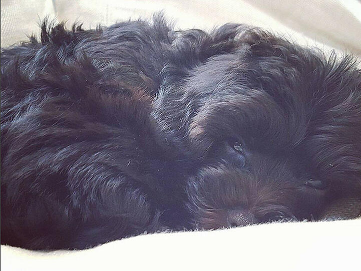 So sieht Demi Lovatos neues Hunde-Baby aus