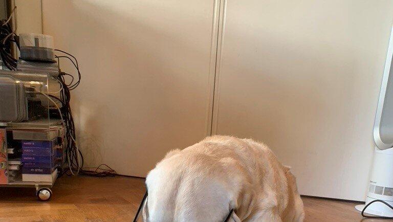 Spannende Lektüre: Henry liest in seinem Buch.