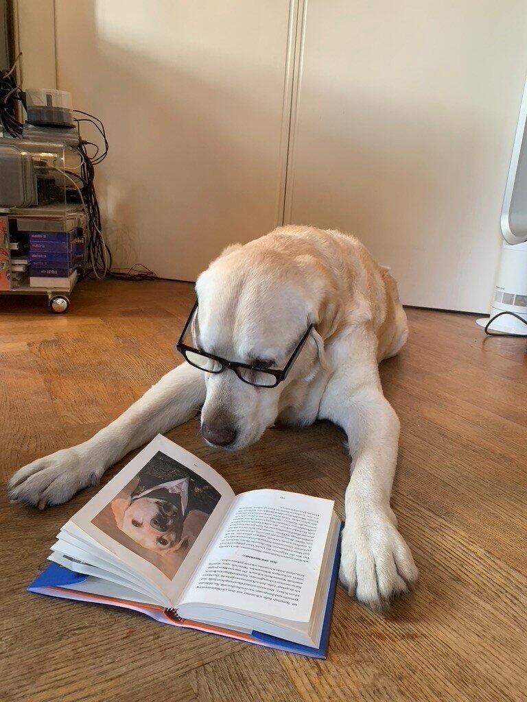 Wem Gehört Henry Der Hund Von Wir In Bayern Wau! Bayerns berühmtester TV-Hund Henry hat seine Erlebnisse zu Papier