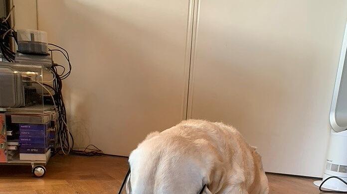 Spannende Lektüre: Henry liest in seinem Buch.