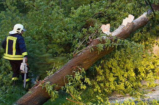 Der Baum war schon gefällt, als sich das Unglück bei Oberstdorf ereignete. (Archivbild)