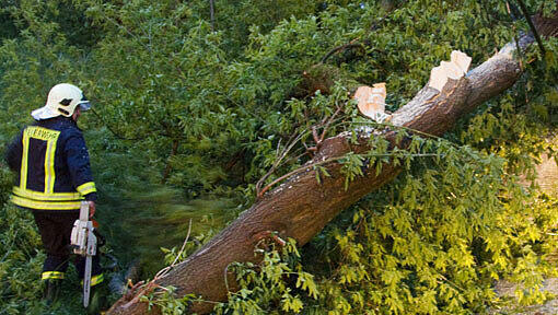 Der Baum war schon gefällt, als sich das Unglück bei Oberstdorf ereignete. (Archivbild) Der Baum war schon gefällt, als sich das Unglück bei Oberstdorf ereignete. (Archivbild)