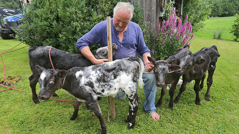 Bauer Hansjörg Braun sitzt auf seinem Hof in Grünenbach zwischen den zwei Wochen alten Vierlings-Kälbern Elsa, Carlos, Leo und Stella.