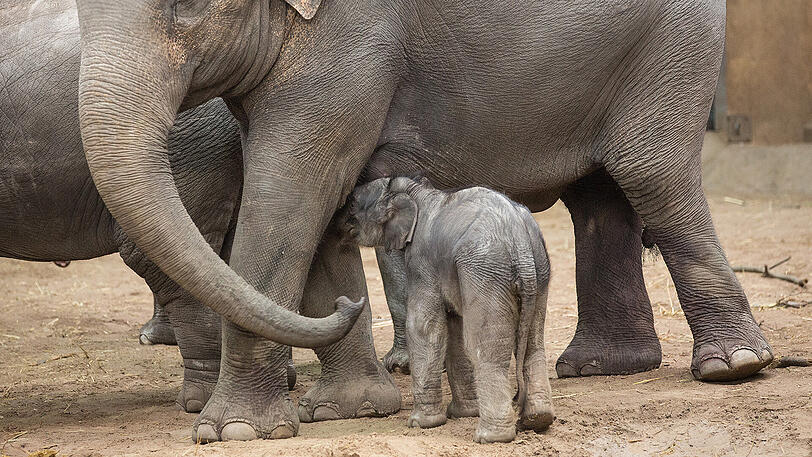 Ein Elefantenbaby ist im Tierpark Hagenbeck gestorben. (Symbolbild)