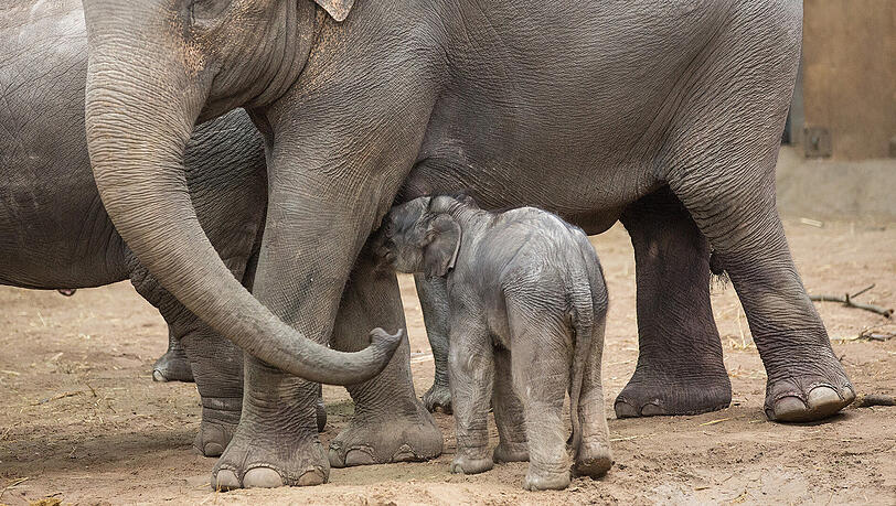 Ein Elefantenbaby ist im Tierpark Hagenbeck gestorben. (Symbolbild) Ein Elefantenbaby ist im Tierpark Hagenbeck gestorben. (Symbolbild)