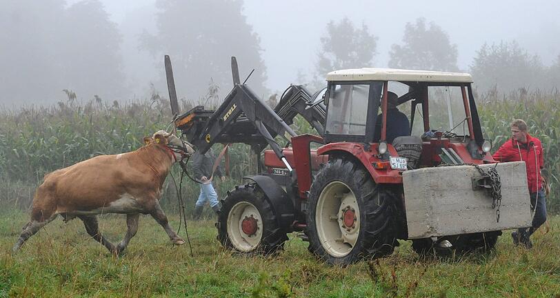 ...denn der Traktor ist stärker als die Kuh. Von ihm wird sie wieder...
