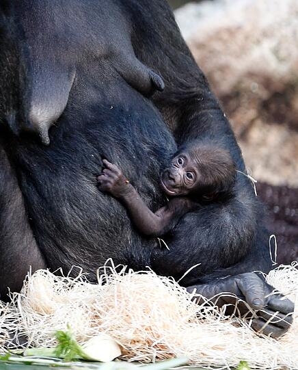 Das ist das Gorilla-Baby Nafi, das im Februar 2013 das Licht der Welt erblickte. Aus dem Monat stammen auch diese Bilder.